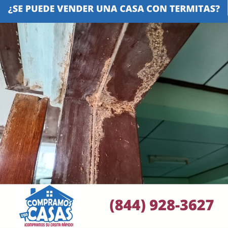 ¿Se puede vender una casa con termitas